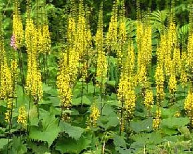Ligularia przewalskii (syn. Senecio przewalskii) Kruiskruid