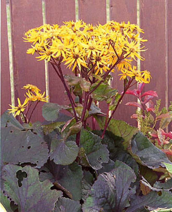 Ligularia dentata 'Othello' Kruiskruid
