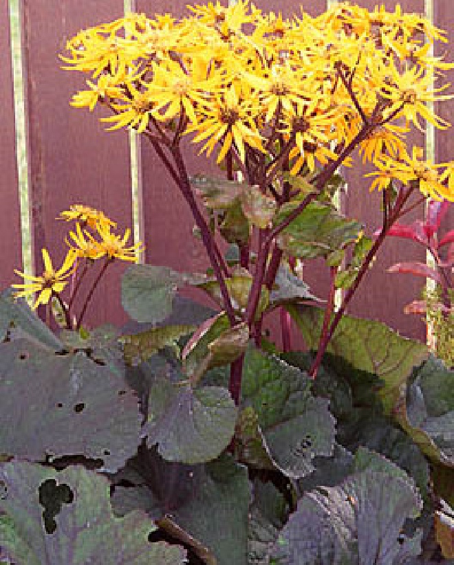 Ligularia dentata 'Britt-Marie Crawford' Ligularia