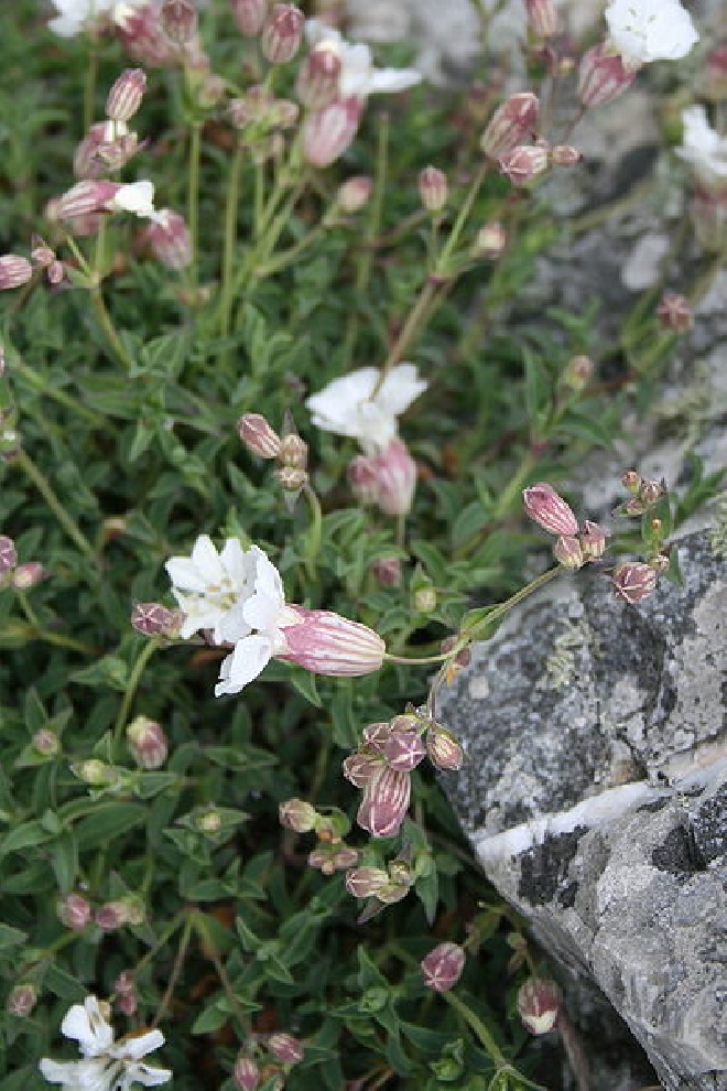 Silene 'Rollies Favorite' Lijmkruid