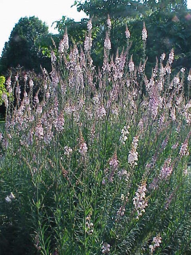 Linaria purpurea 'Canon J. Went' Roze Vlasleeuwebek