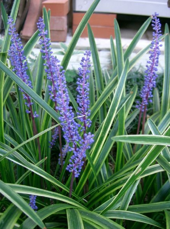 Liriope muscari 'Ingwersen' Leliegras