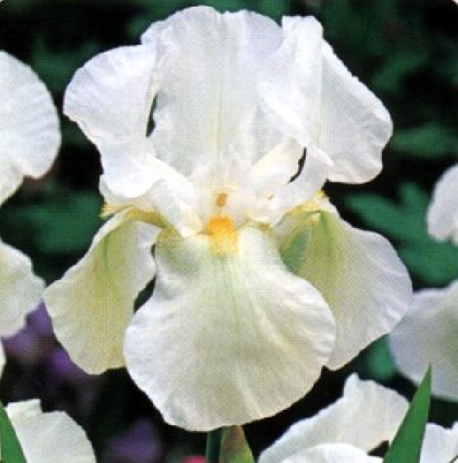 Iris 'White Knight'  Baardiris. Zwaardlelie