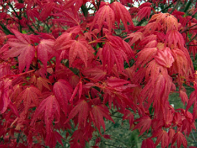 Acer palmatum 'Beni-komachi' Japanse Esdoorn
