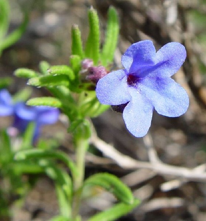 Glandora diffusa 'Grace Ward' (syn. Lithodora diffusa 'Grace Ward') Parelzaad, Steenzaad