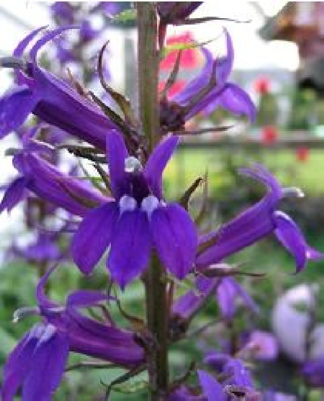 Lobelia gerardii 'Vedrariensis' Lobelia