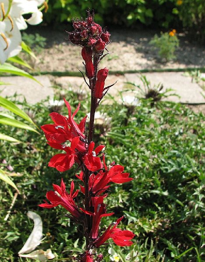Lobelia speciosa 'Russian Princess' Lobelia