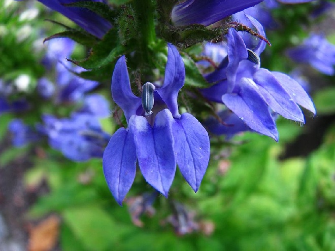 Lobelia siphilitica Lobelia