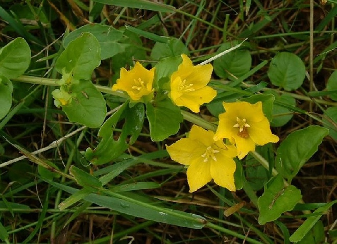Lysimachia nummularia Penningkruid, Wederik