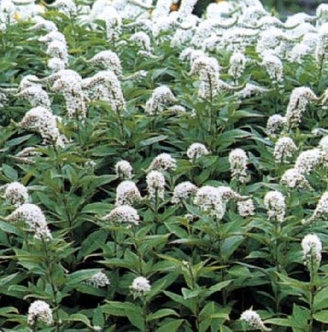 Lysimachia ephemerum Wederik
