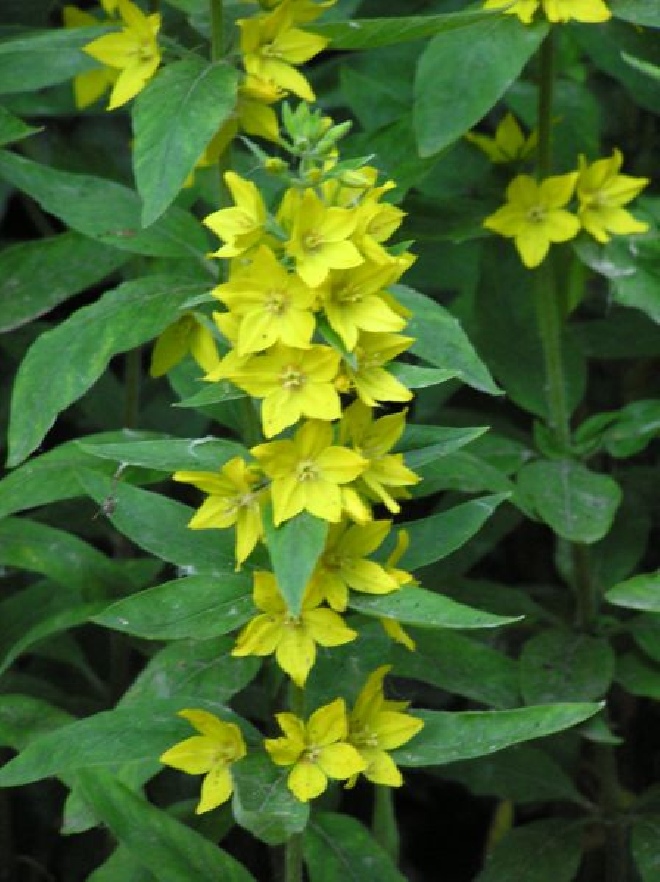Lysimachia punctata Puntwederik