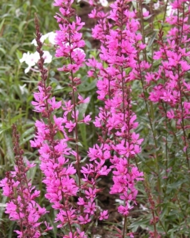 Lythrum 'Dropmore Purple' Kattenstaart, Kattestaart