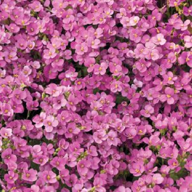 Arabis caucasica 'Hedi' Randjesbloem, Rijstebrij