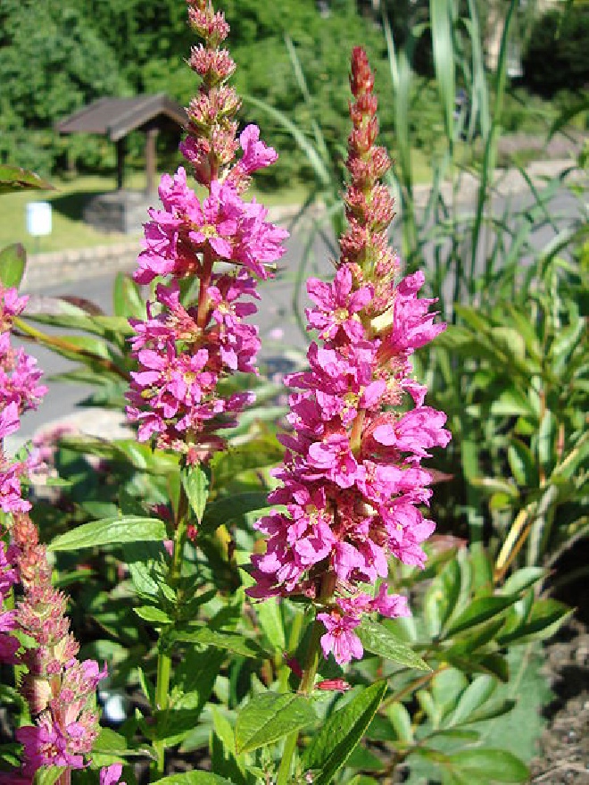 Lythrum salicaria 'Morden Pink' Kattenstaart, Kattestaart