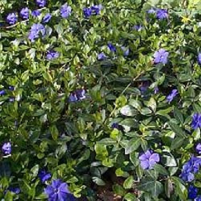 Vinca minor 'La Grave' (syn. 'Bowles Variety') Maagdenpalm
