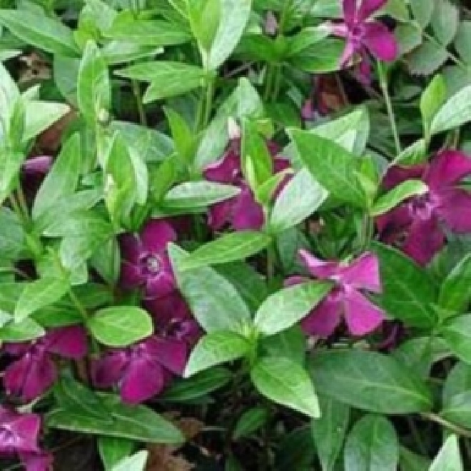 Vinca minor 'Atropurpurea' (syn. V. minor purpurea, V. minor rubra) Paarse Maagdenpalm
