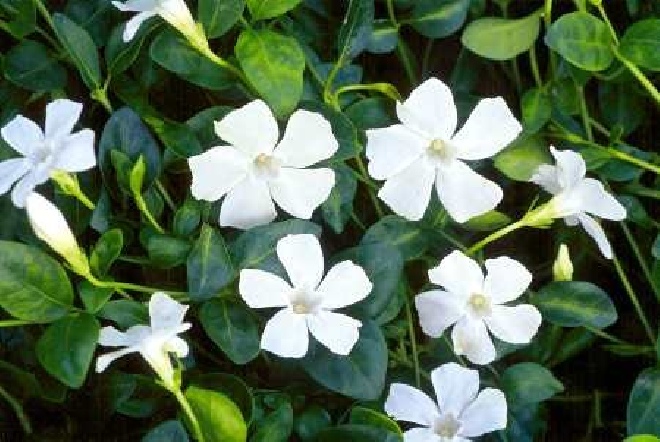 Vinca minor 'Gertrude Jekyll' Witte Smalbladige Maagdenpalm