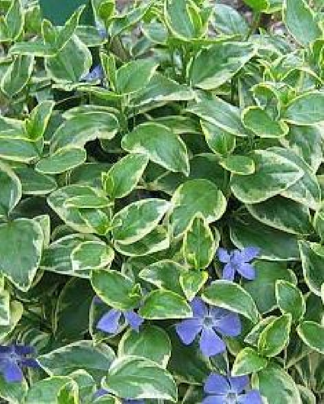 Vinca minor 'Aureovariegata' Blauwe Goudbonte Maagdenpalm
