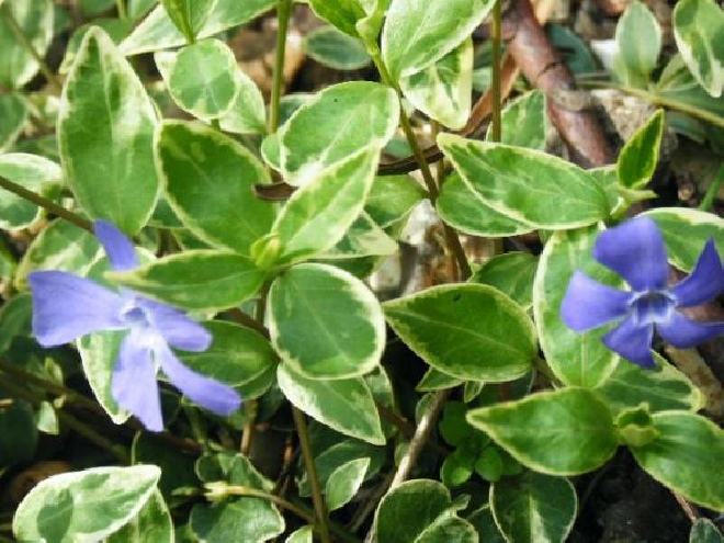 Vinca minor 'Argenteovariegata' Maagdenpalm