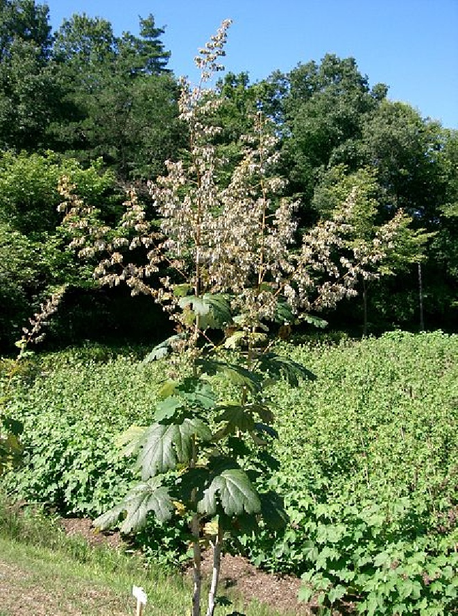 Macleaya cordata Pluimpapaver