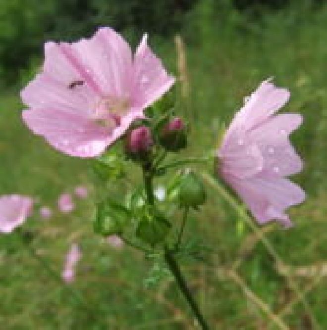 Malva moschata Muskuskaasjeskruid