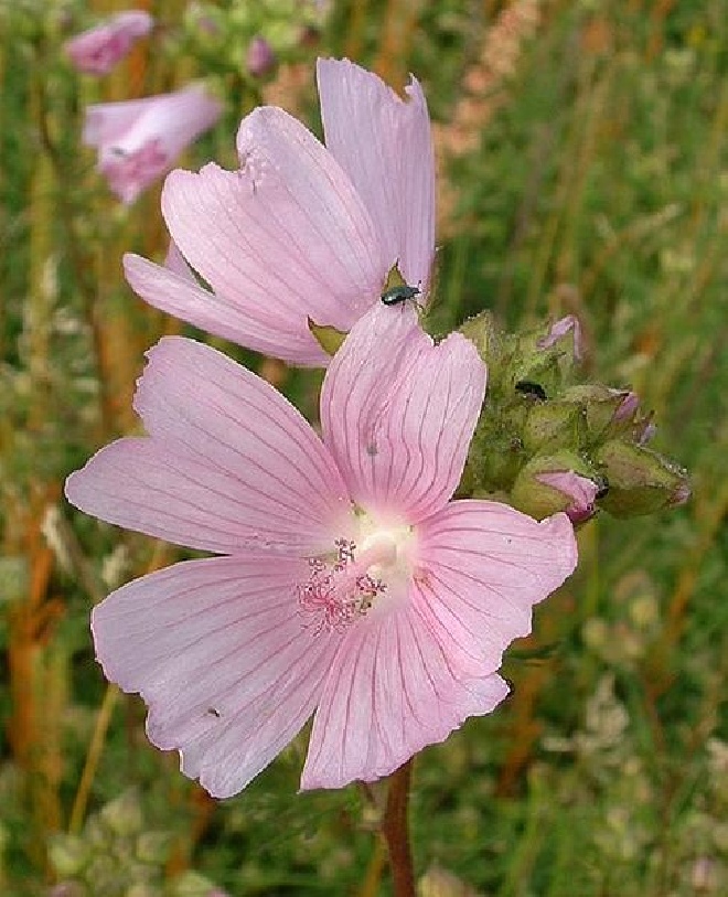 Malva alcea 'Fastigiata' Kaasjeskruid