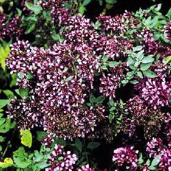 Origanum laevigatum 'Herrenhausen' marjoraan