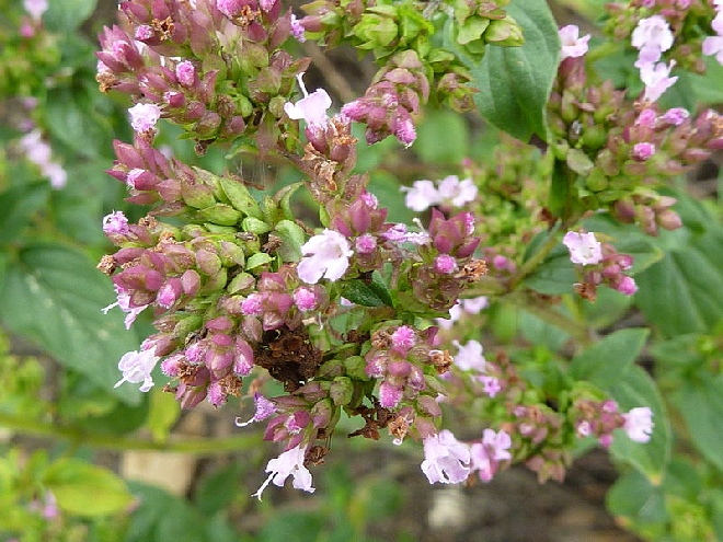 Origanum vulgare 'Aureum' Marjoraan