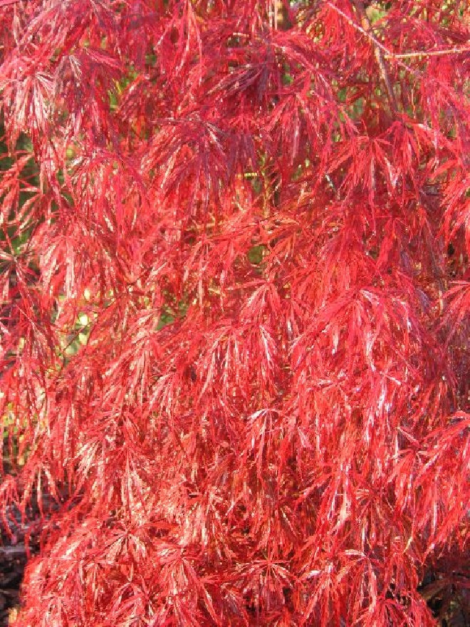 Acer palmatum 'Crimson Queen' Japanse Esdoorn
