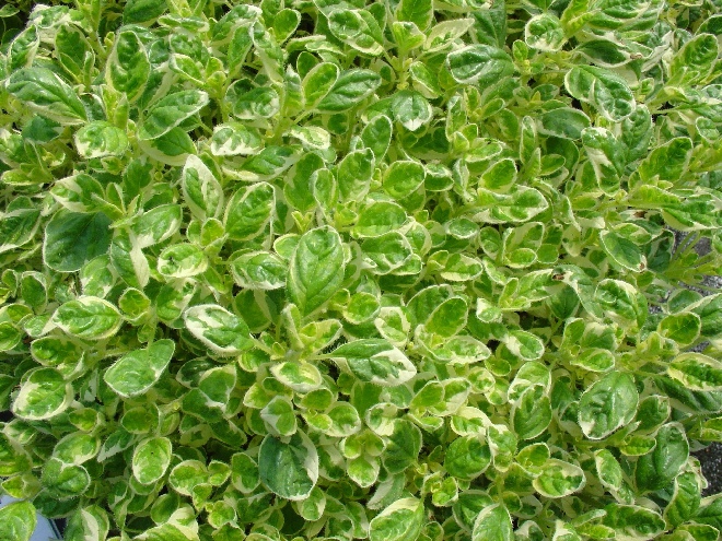 Origanum vulgare 'Country Cream' Marjoraan