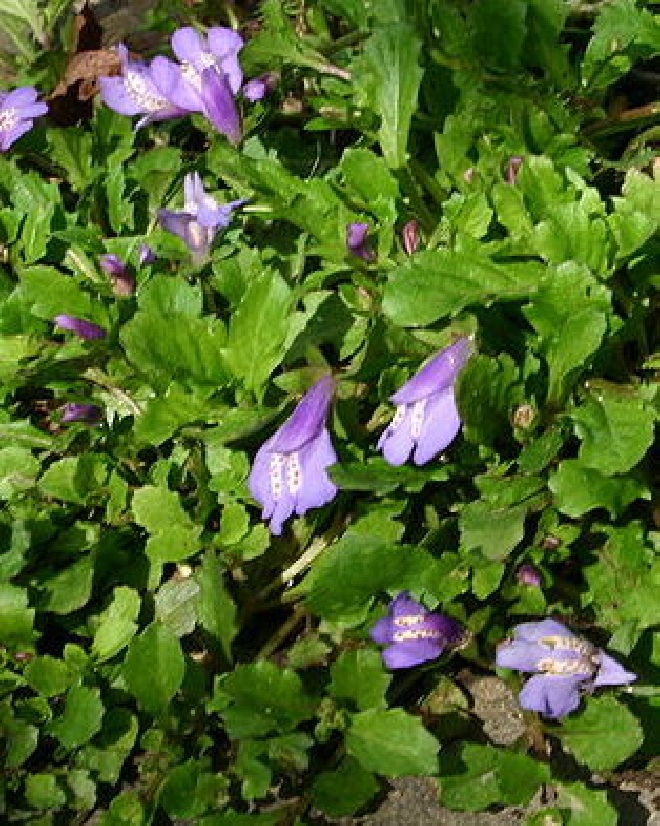 Mazus reptans Mazus