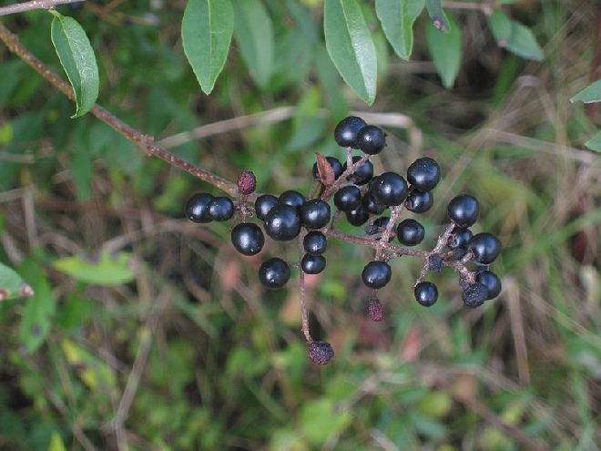 Ligustrum vulgare Liguster, Haagliguster