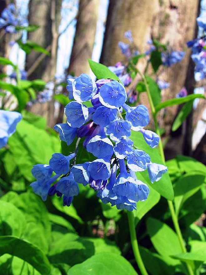 Mertensia virginica blauwklokje