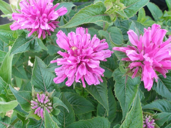 Monarda 'Acpetdel' (Petite Delight) Bergamotplant