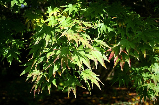 Acer palmatum 'Elegans' Japanse Esdoorn