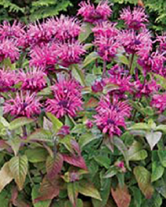 Monarda 'Croftway Pink' Bergamotplant