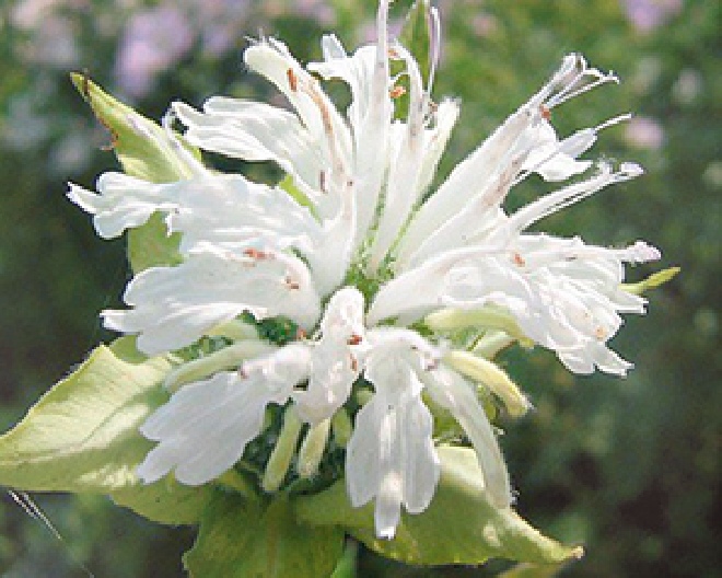 Monarda 'Schneewittchen' Bergamotplant