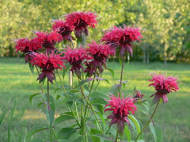 Monarda 'Prärienacht' Bergamotplant