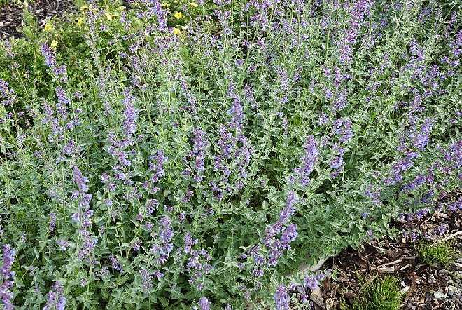 Nepeta 'Six Hills Giant' Kattekruid