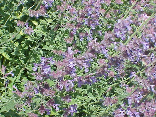 Nepeta 'Walker's Low' Kattekruid
