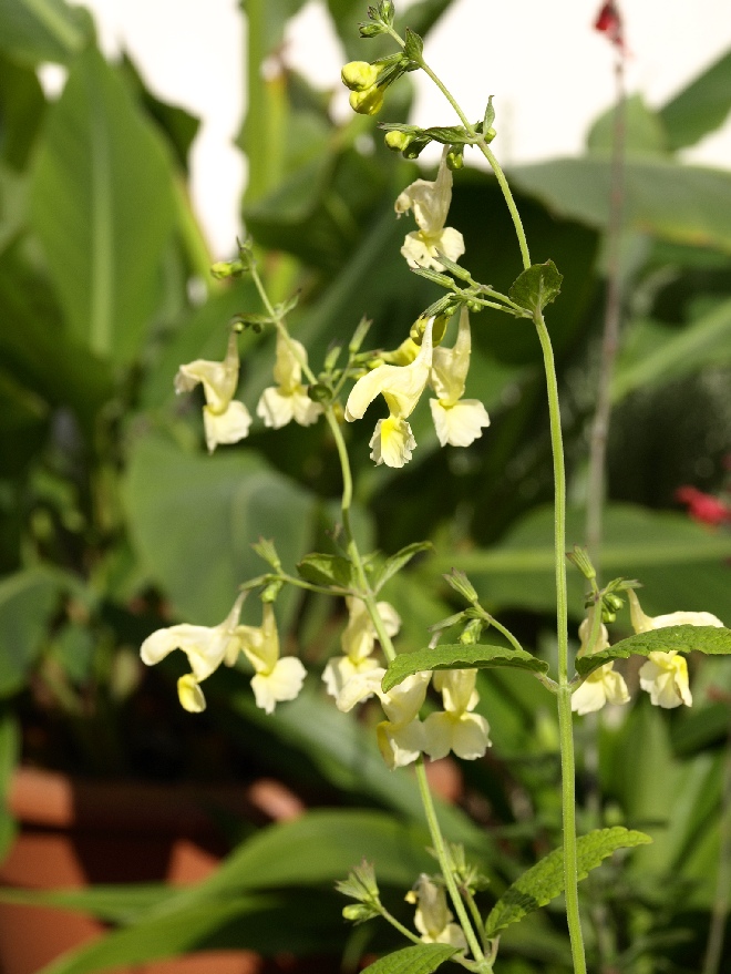 Nepeta govaniana Kattekruid