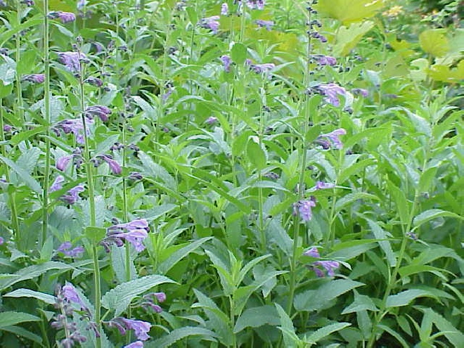 Nepeta sibirica Kattekruid