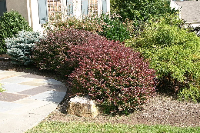 Berberis thunbergii 'Atropurpurea' Rode Zuurbes