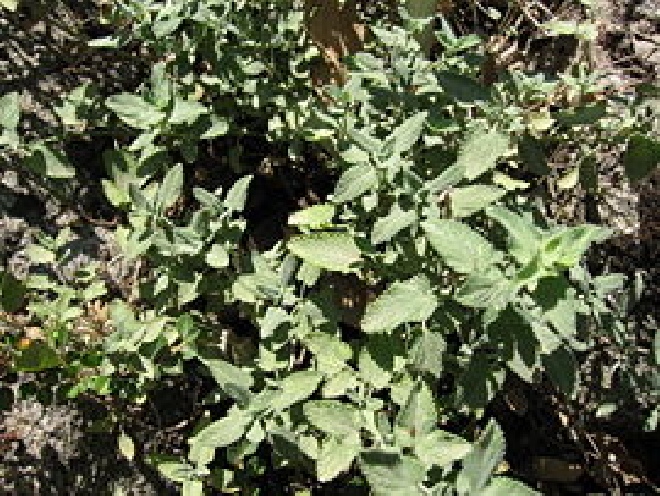 Nepeta racemosa 'Snowflake' (syn. Nepeta faassenii 'Snowflake') Wit Kattekruid