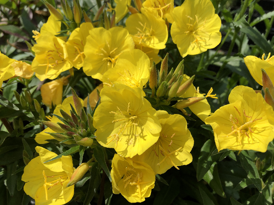 Oenothera fruticosa 'Fyrverkeri' Teunisbloem