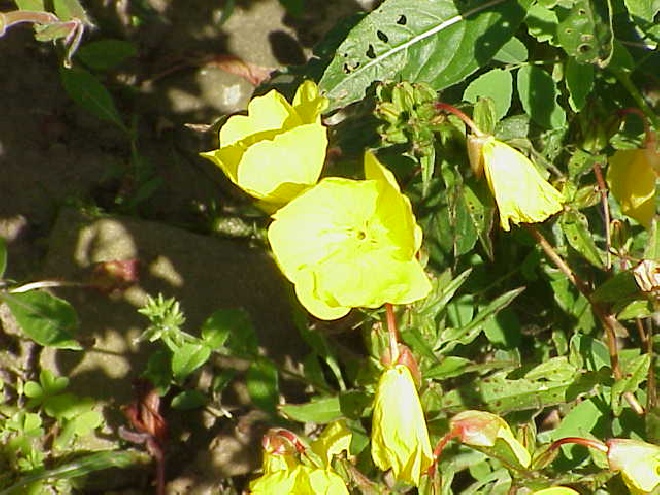 Oenothera fruticosa Teunisbloem
