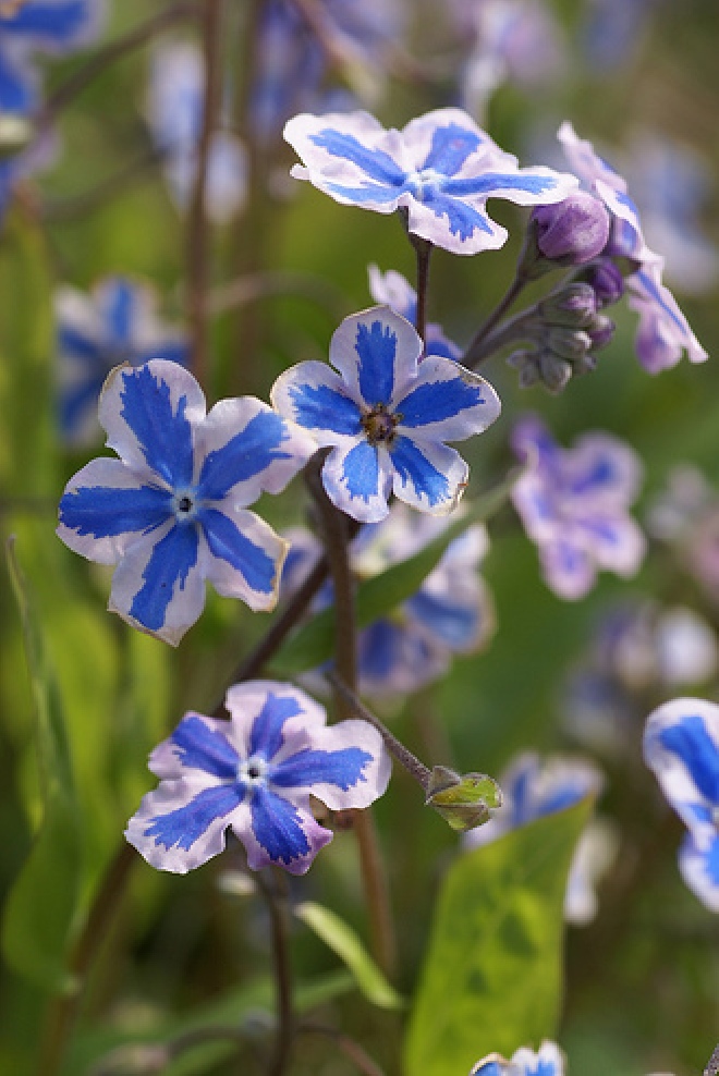 Omphalodes cappadocica 'Starry Eyes' Onschuld