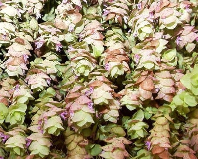 Origanum 'Kent Beauty' Marjoraan
