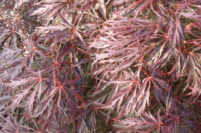 Acer palmatum 'Inaba-shidare' Japanse Esdoorn
