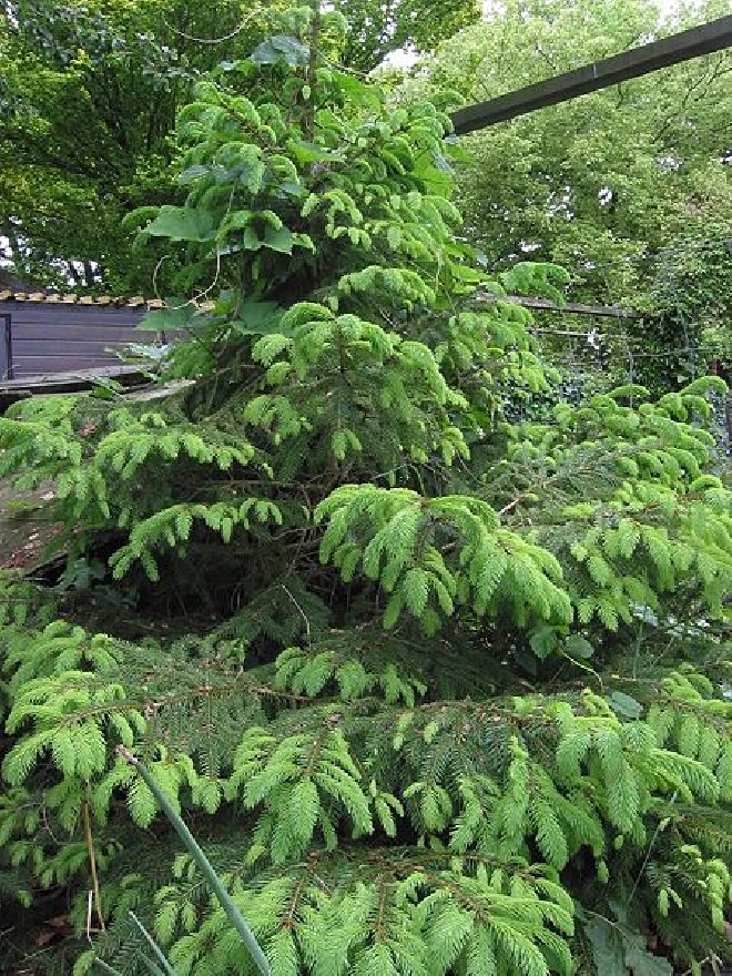 Picea abies Groene Spar